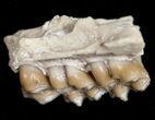 Oligocene Ruminant (Leptomeryx) Jaw Section #10556-1